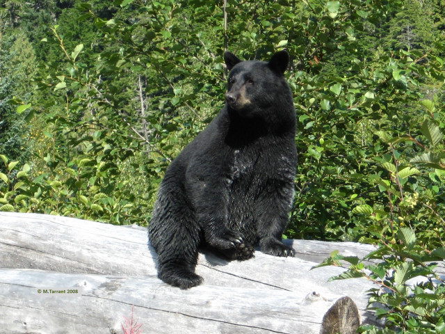 Stewart RCMP's New Approach to Bears in Town