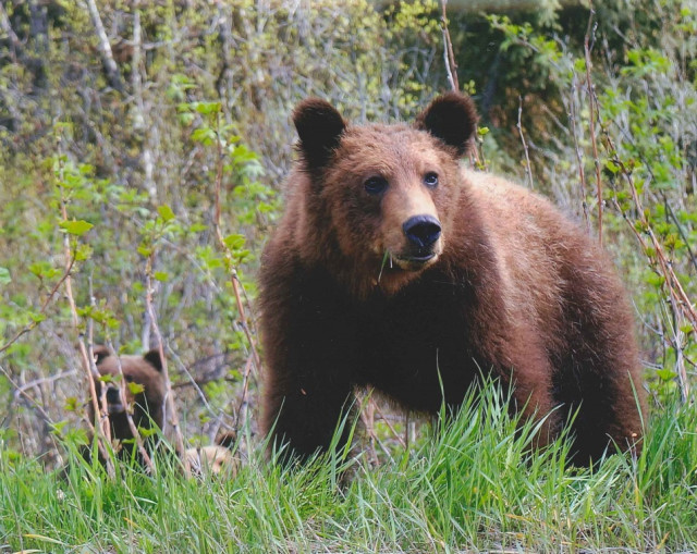 HELP KEEP THE BEARS SAFE!